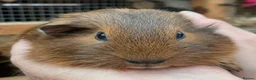 Guinea Pig rodents for sale: Lovely baby guinea pigs  - Advert 11