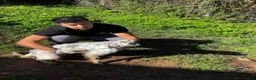 English Setter dogs for adoption: Noemi  in Worthing - Advert 9