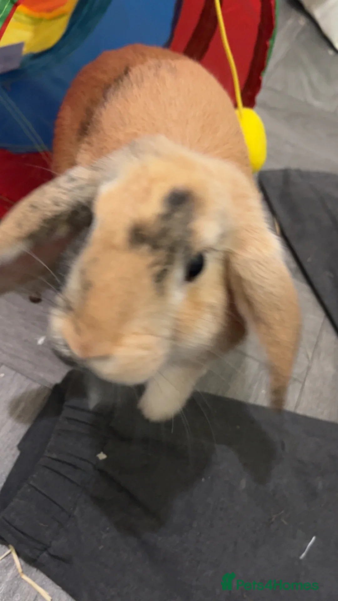 Mini Lop rabbits for sale: 5 month mini lop in Plymouth - Advert 1