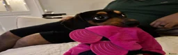 Chiweenie dogs for sale: 1 year old dachshund looking for forever home - Advert 13