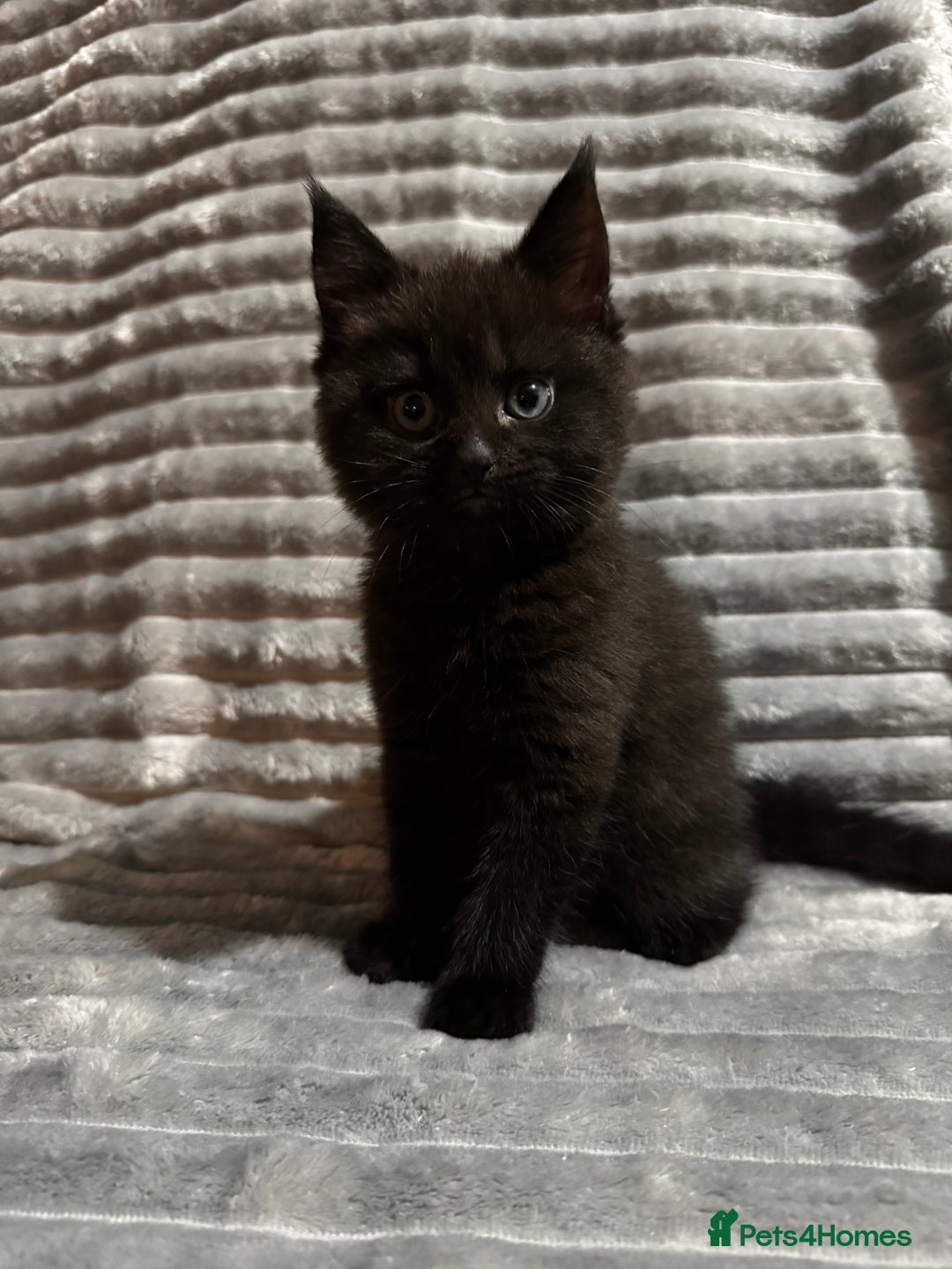 Mixed Breed cats for sale: British short hair cross Maine coon  - Advert 8