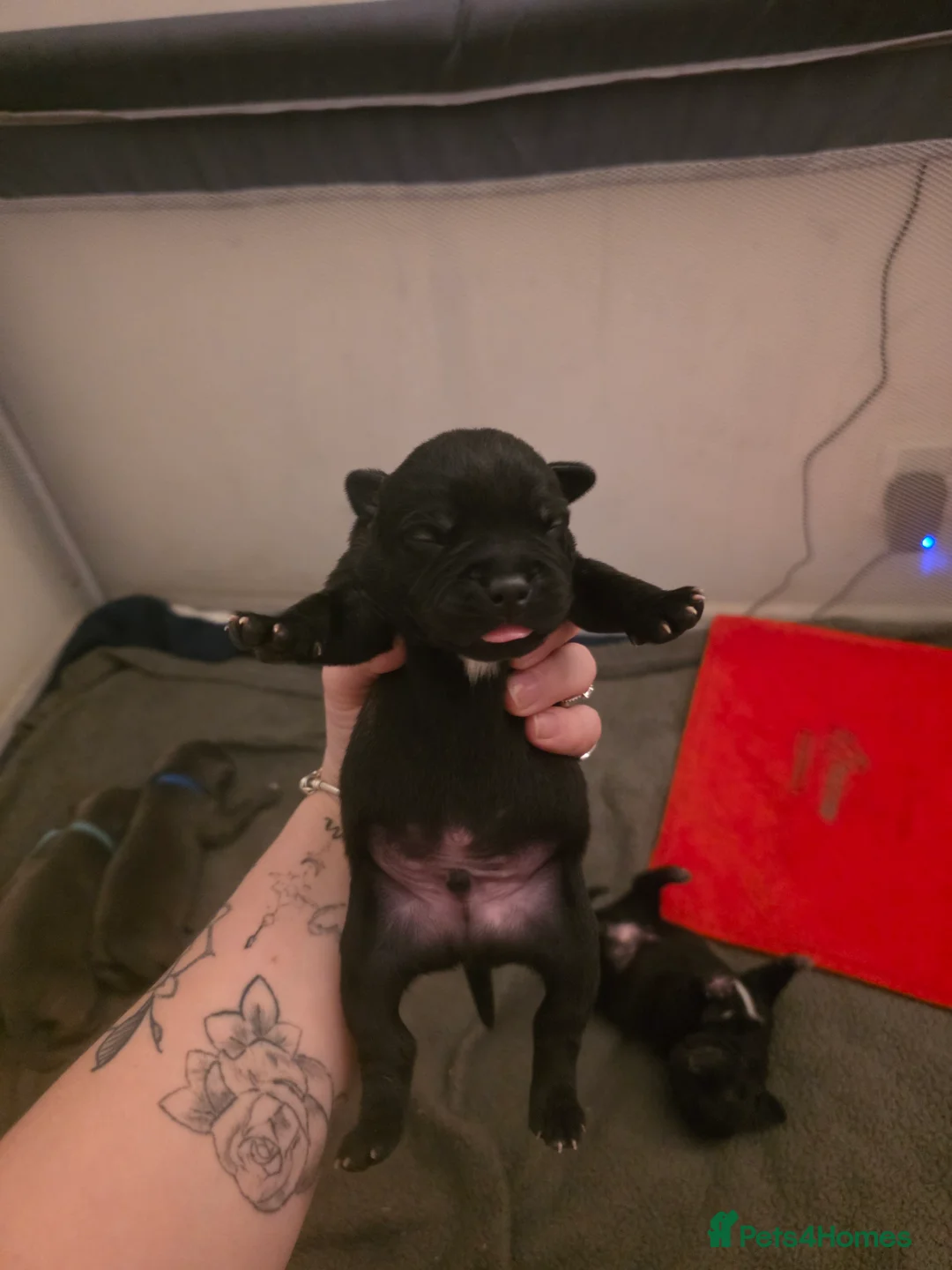 Staffordshire Bull Terrier dogs for sale: Staffy pups - Advert 18