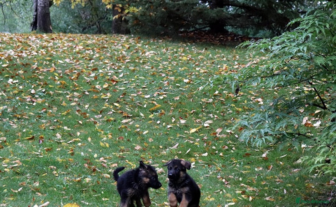 German Shepherd dogs for sale: 🐾Long-Haired German Shepherd Puppies for Sale! 🐾 - Advert 9