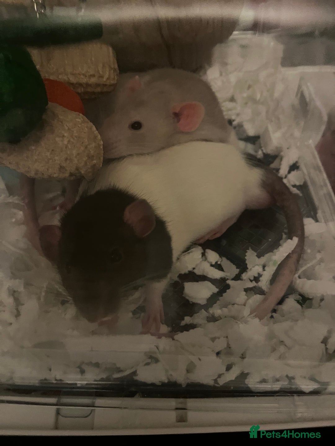Rat rodents for sale: 2 Male Rats - Advert 3