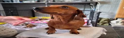Miniature Dachshund dogs for sale: Miniature Dachshunds (short-haired) - Advert 4