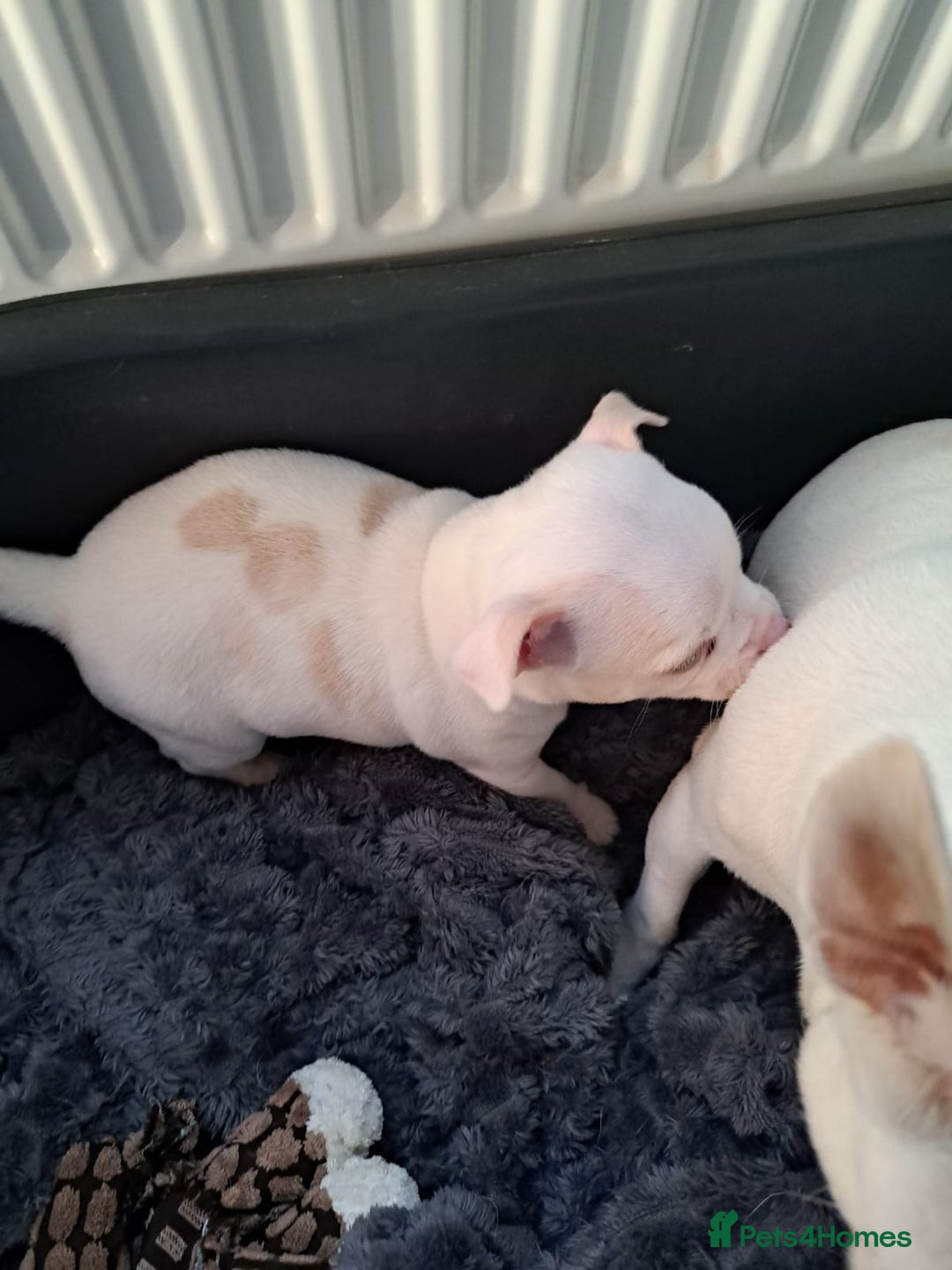 Chihuahua dogs for sale: Chihuahua puppy boy  - Image 2