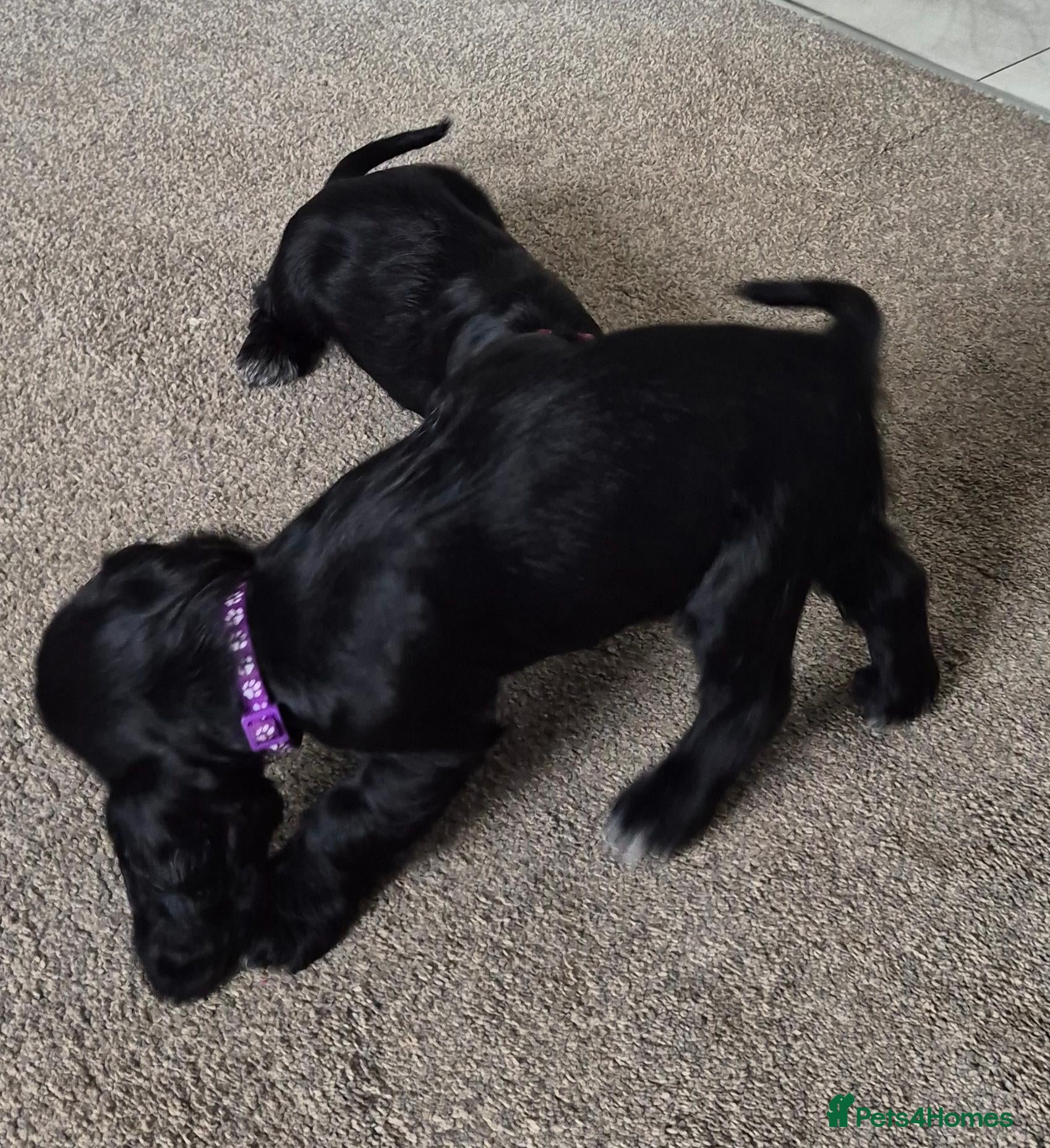 Cocker Spaniel dogs Beautiful Cocker spaniel puppies  - Advert 3