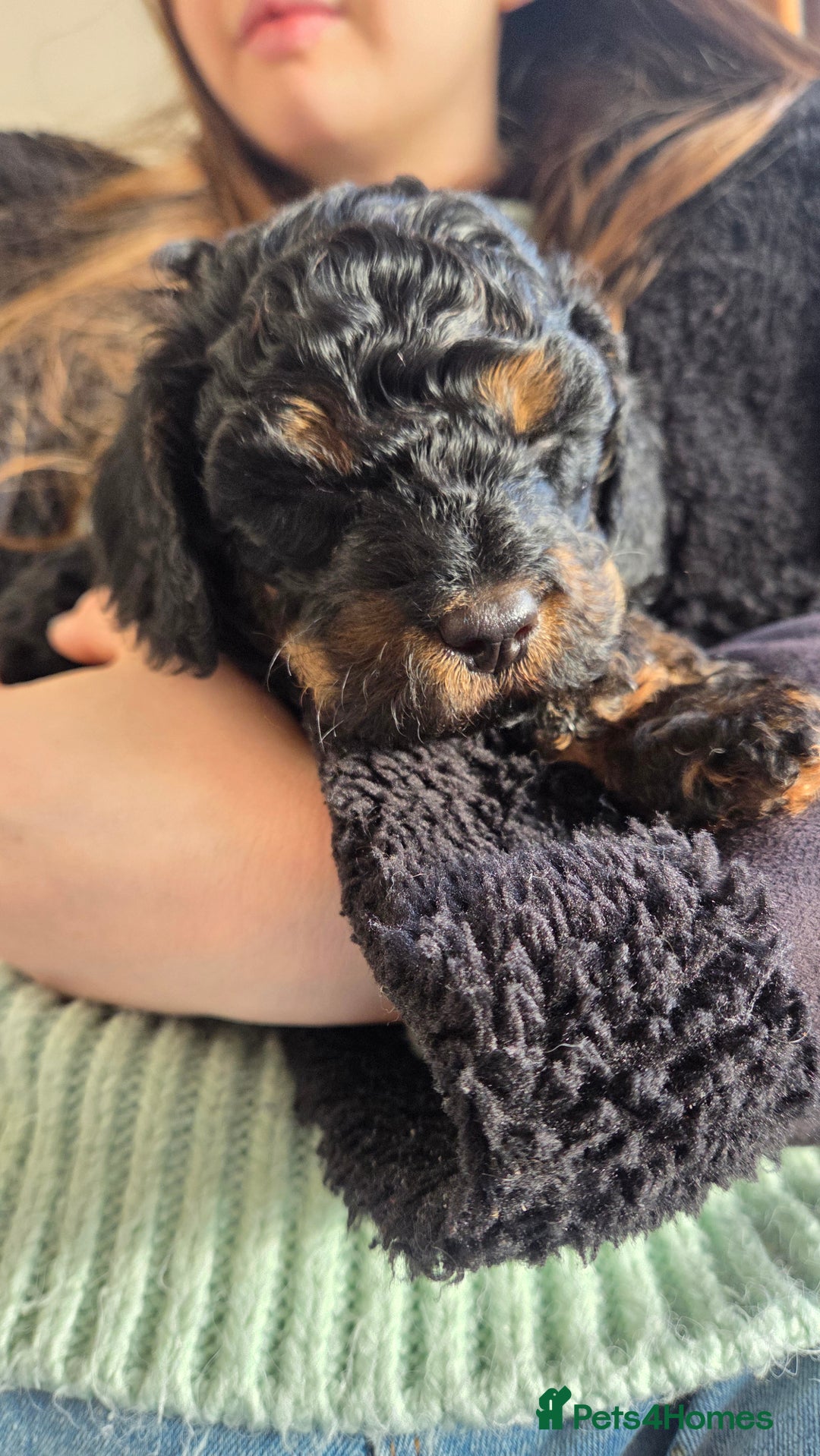 Cavapoo dogs for sale: Beautiful phantom F1B cavapoos - Image 19