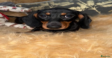 Miniature Dachshund dogs - Advert 2