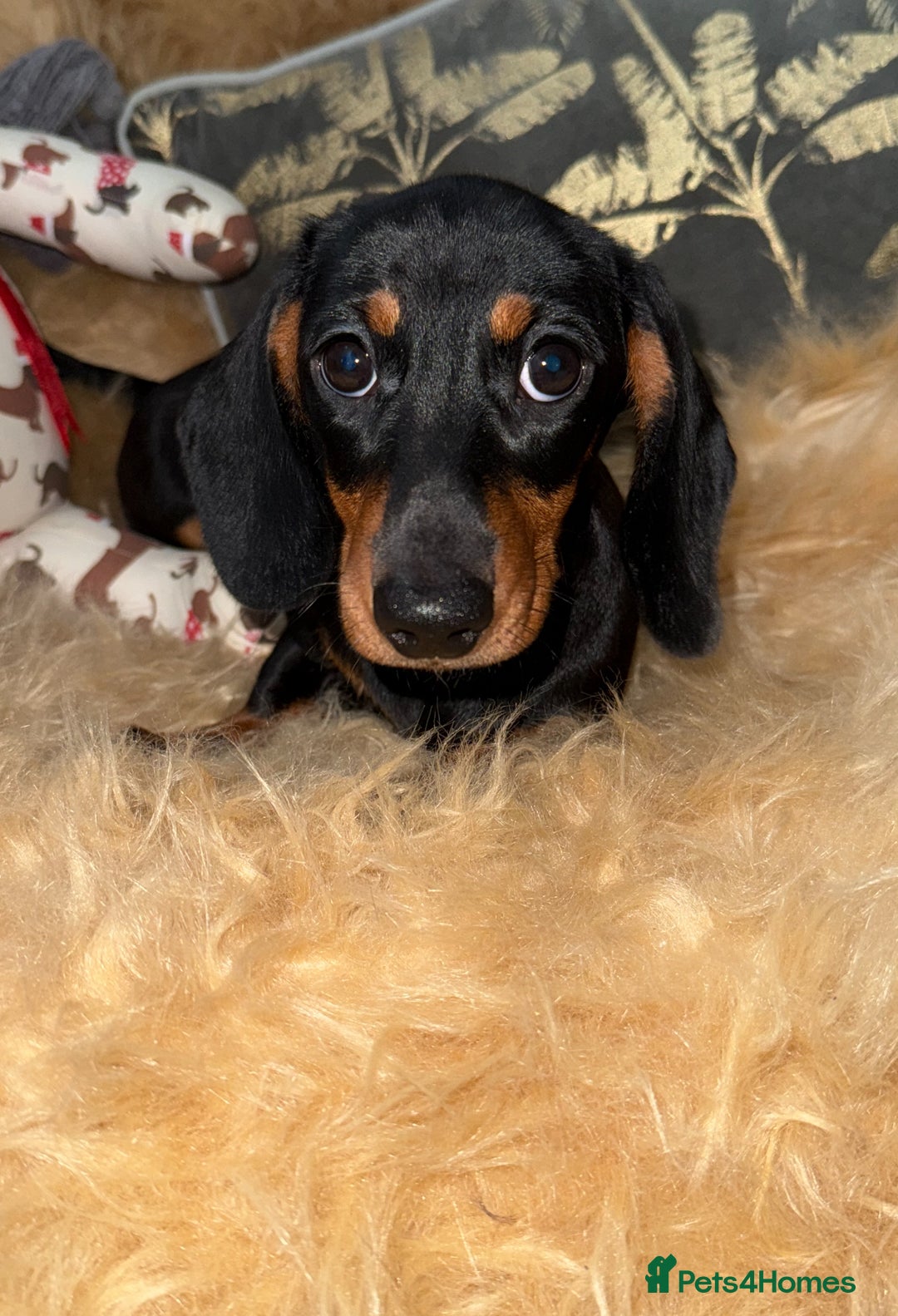 Miniature Dachshund dogs for sale: 🩷 Two Adorable KC GIrls available 🩷 - Image 3