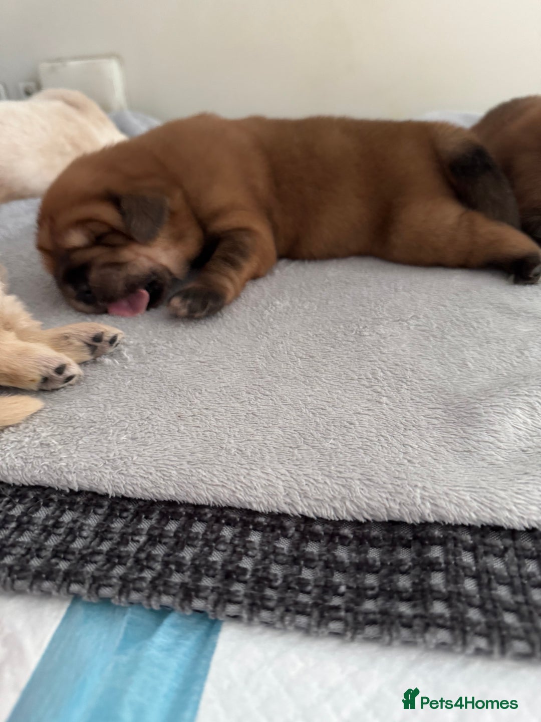 Tibetan Mastiff dogs for sale: Chinese Tibetan mastiff pups  - Image 2