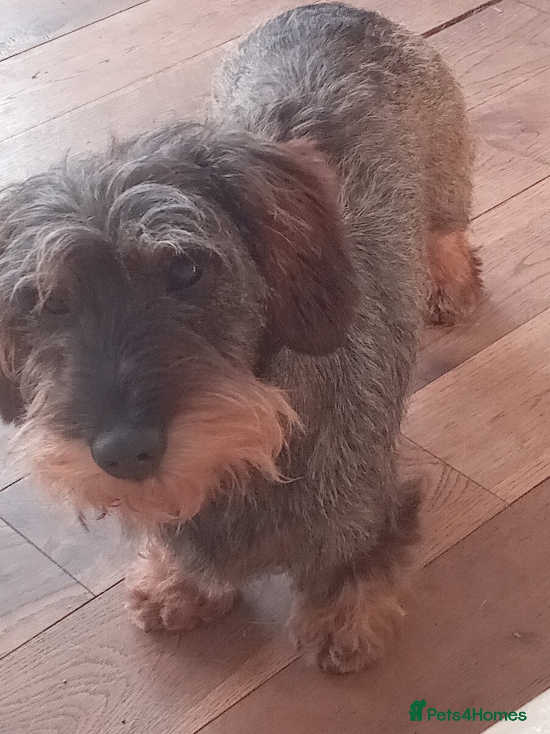 Dachshund dogs for sale: Sad sale of Teckel 5 year old girl - Image 3