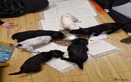 Sprocker dogs for sale: Beautiful sprocker pups - Image 8