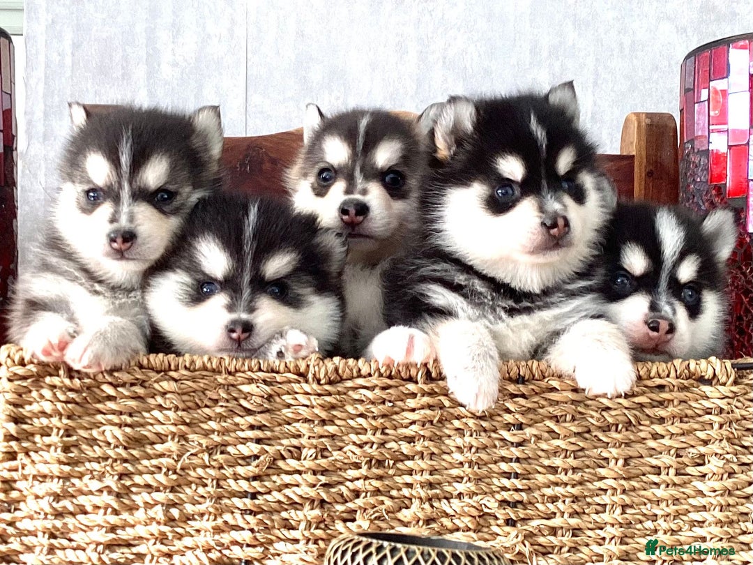 Pomsky dogs for sale: F4 tiny pomsky pups REDUCED need homes now - Advert 18