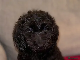 Poochon dogs Beautiful cockapoo puppies - Advert 2