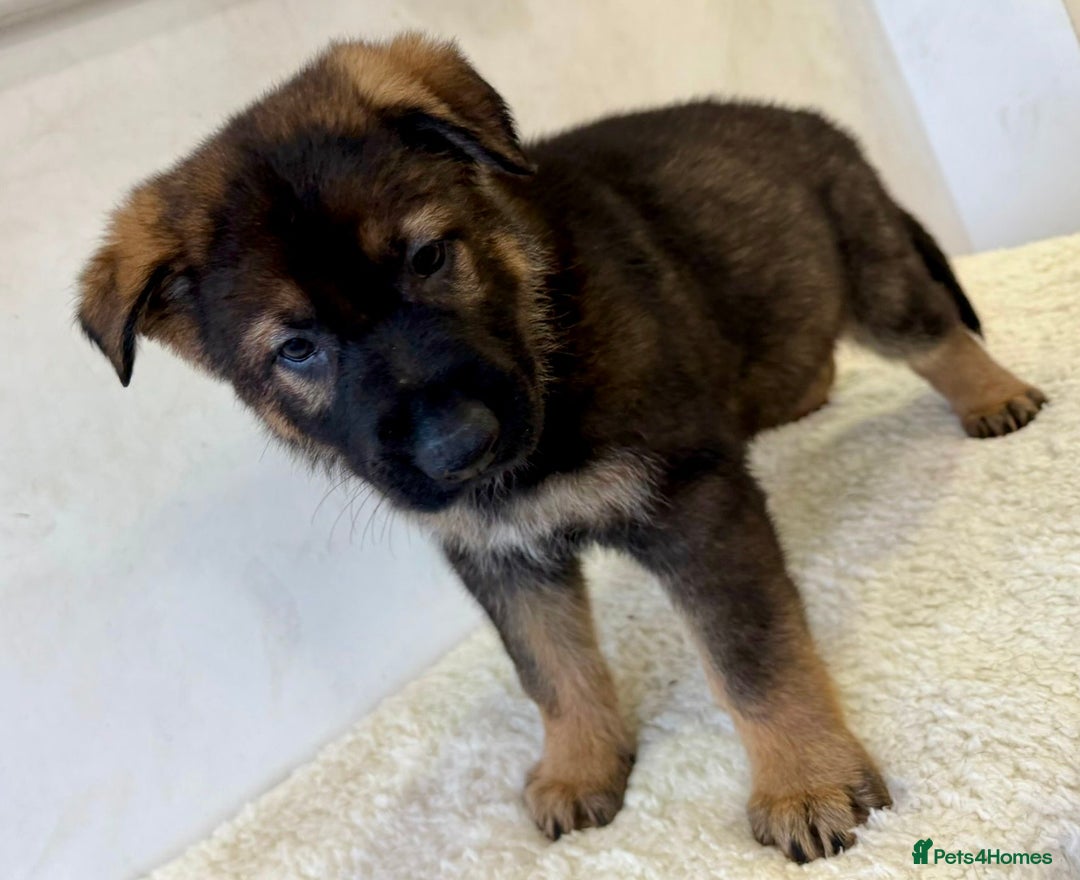 German Shepherd dogs for sale: DDR Working Line GSD Puppies Rare Working Lines - Advert 28