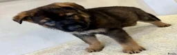 German Shepherd dogs for sale: DDR Working Line GSD Puppies Rare Working Lines - Advert 19