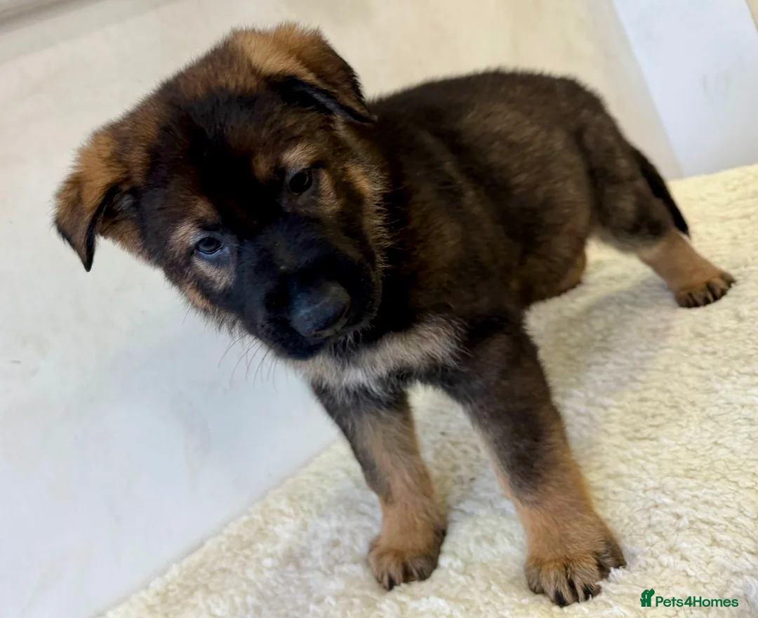 German Shepherd dogs for sale: DDR Working Line GSD Puppies Rare Working Lines - Advert 19