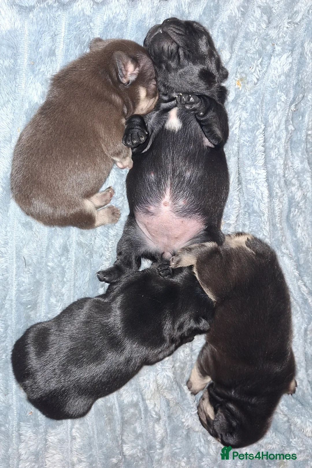 French Bulldog dogs for sale: 5 french bulldog  fluffy - Advert 3