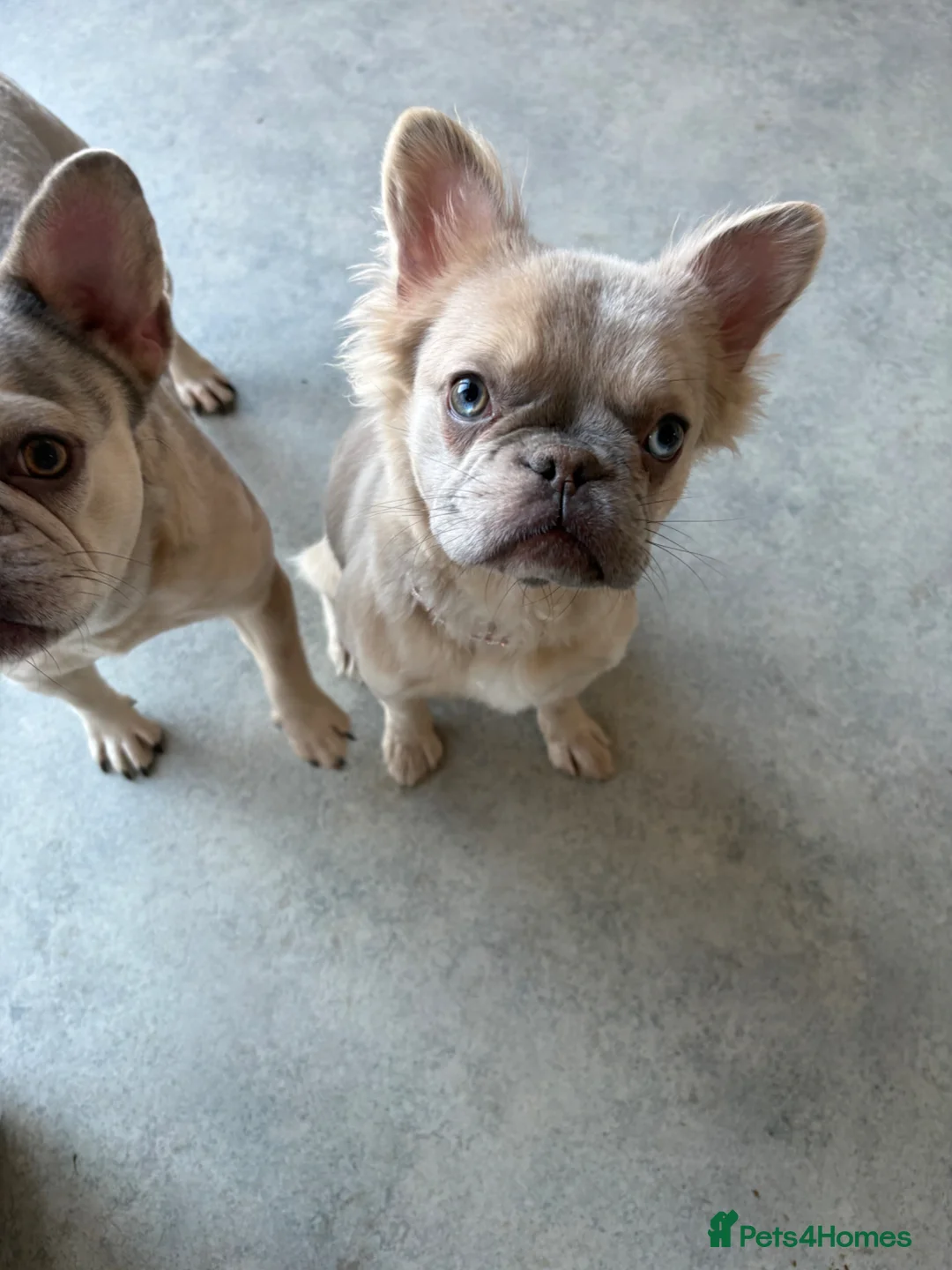 French Bulldog dogs for sale: Fluffy frenchie  in Gainsborough - Advert 1