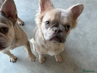 French Bulldog dogs Fluffy frenchie - Advert 1