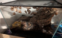 Snails invertebrates for sale: Giant African Land Snails - Image 2