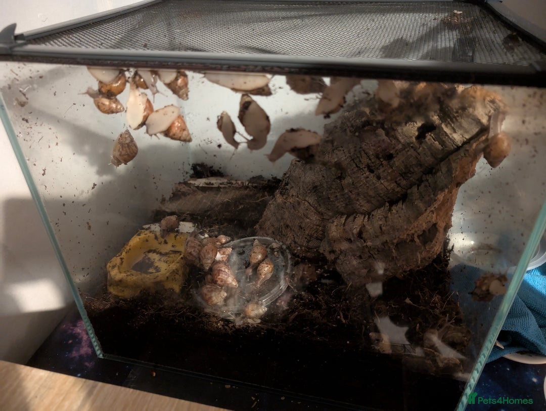 Snails invertebrates for sale: Giant African Land Snails - Image 2