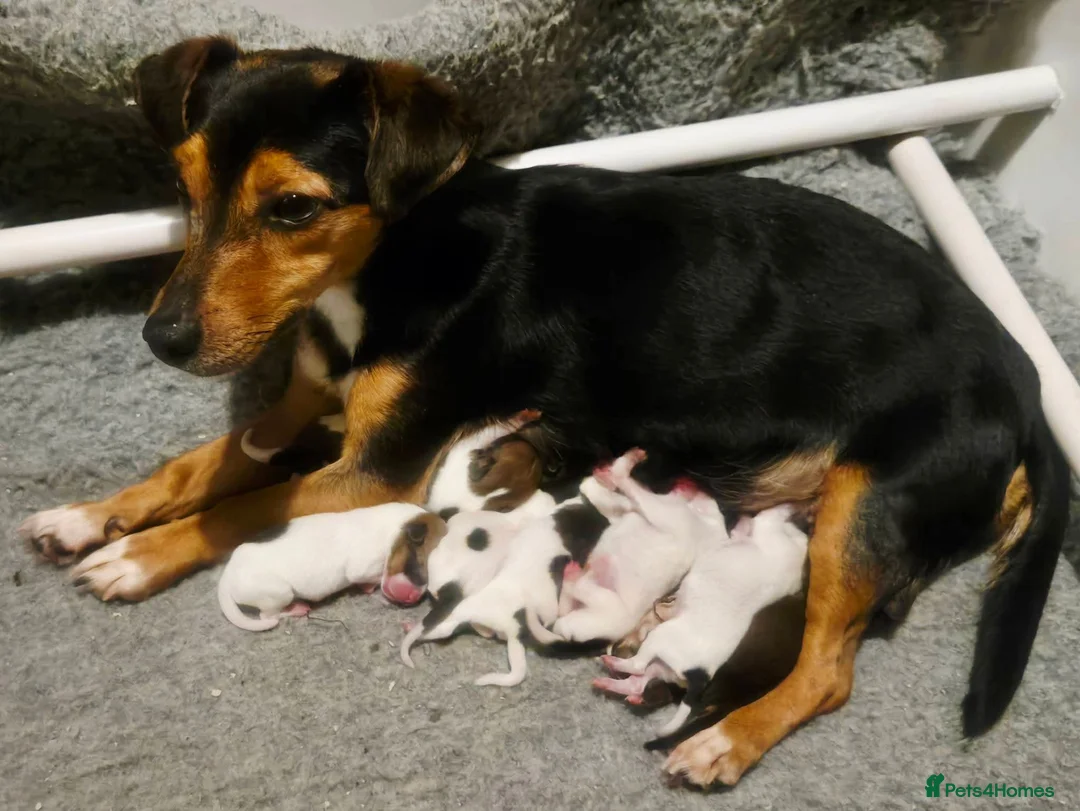 Jack Russell dogs for sale: Ready for their forever families  - Advert 1