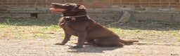 Labrador Retriever dogs for stud: Proven KC Chocolate Labrador for stud.NOT FOR SALE in Faversham - Advert 4