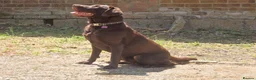 Labrador Retriever dogs for stud: Proven KC Chocolate Labrador for stud.NOT FOR SALE in Faversham - Advert 4