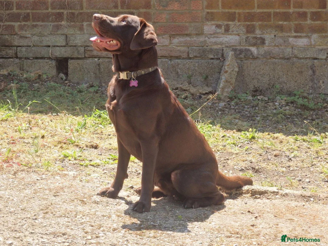 Labrador Retriever dogs for stud: Proven KC Chocolate Labrador for stud.NOT FOR SALE in Faversham - Advert 4