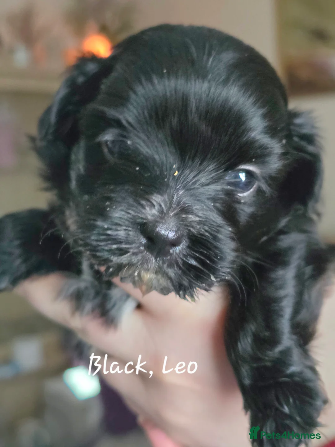 Havanese dogs for sale: The Dog of the 21st Century! in Haverfordwest - Advert 15