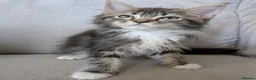 Maine Coon cats for sale: Beautiful Mainecoon X Ragdoll kittens 3 available. - Advert 10