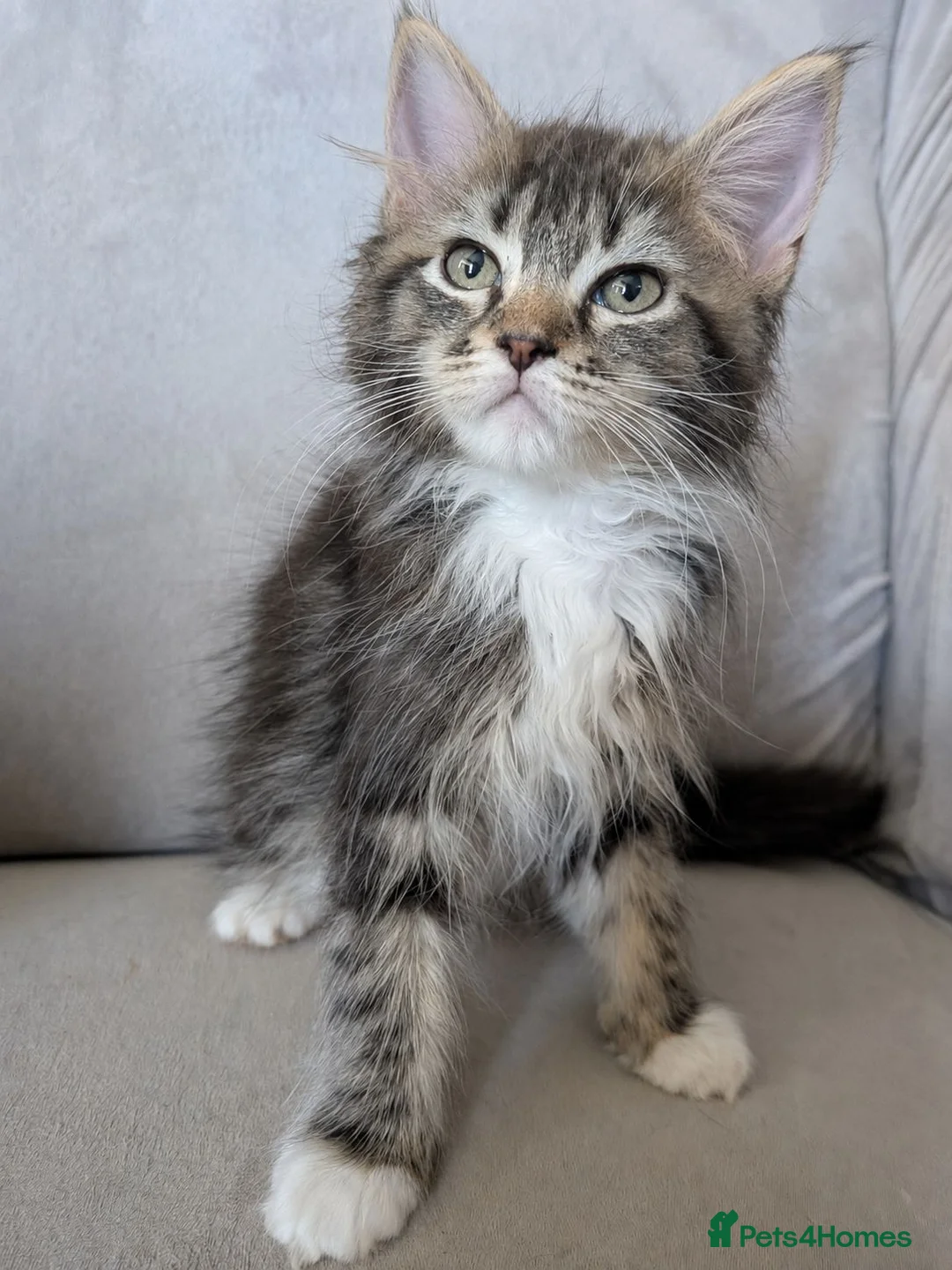 Maine Coon cats for sale: Beautiful Mainecoon X Ragdoll kittens 3 available. - Advert 10