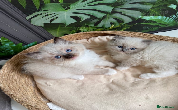 Ragdoll cats - Advert 13