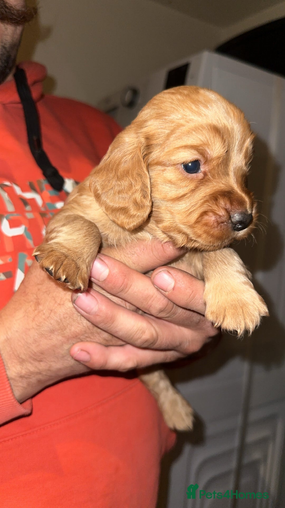 Cocker Spaniel dogs for sale: Working cocker spaniel puppies for sale - Advert 3