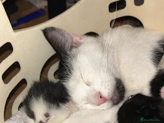 Domestic Shorthair cats - Advert 10