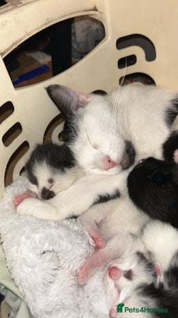 Domestic Shorthair cats - Advert 2