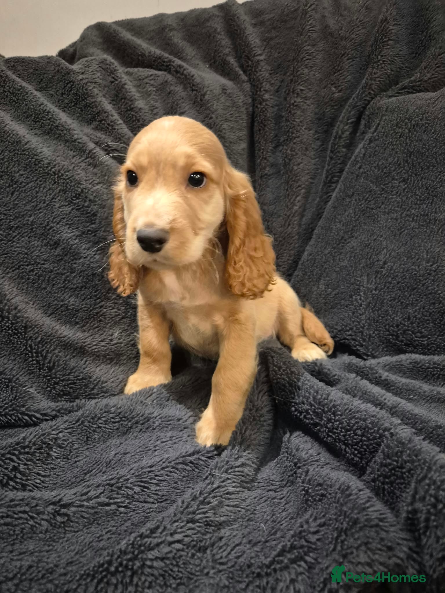 Cocker Spaniel dogs KCHealthClear Cocker Spaniel- LAST BOY Ready Now - Advert 3
