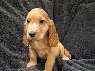 Cocker Spaniel dogs KCHealthClear Cocker Spaniel- LAST BOY Ready Now - Advert 3