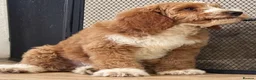 Australian Labradoodle dogs for sale: Multi-Gen Australian Labradoodle Puppies - Advert 37