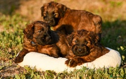 Briard dogs for sale: Top-Class Pedigree Briard Puppies - Image 2