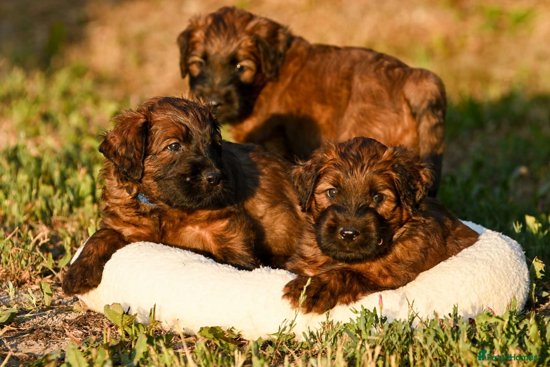 Briard dogs for sale: Top-Class Pedigree Briard Puppies - Image 2