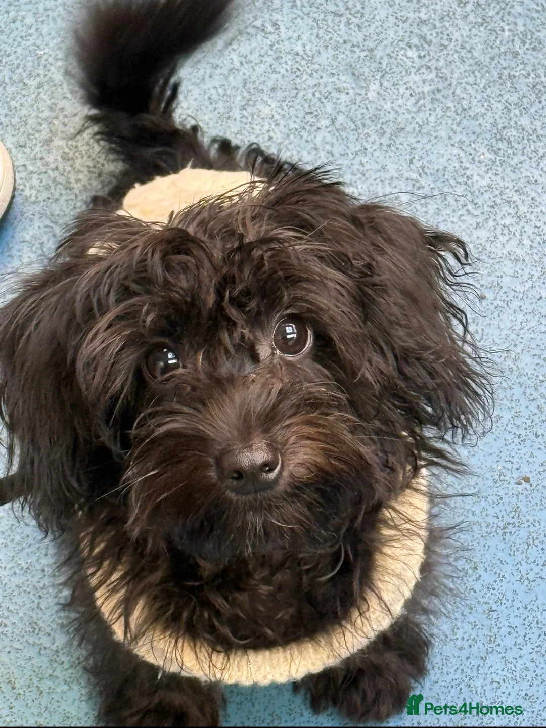Cockapoo dogs for sale: Miniature Cockapoo 11 Month Old Pup - Advert 2