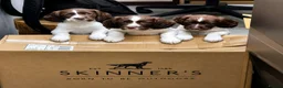 English Springer Spaniel dogs for sale: PEDIGREE WORKING SPRINGER SPANIEL PUPPIES in Grantown-on-Spey - Advert 4
