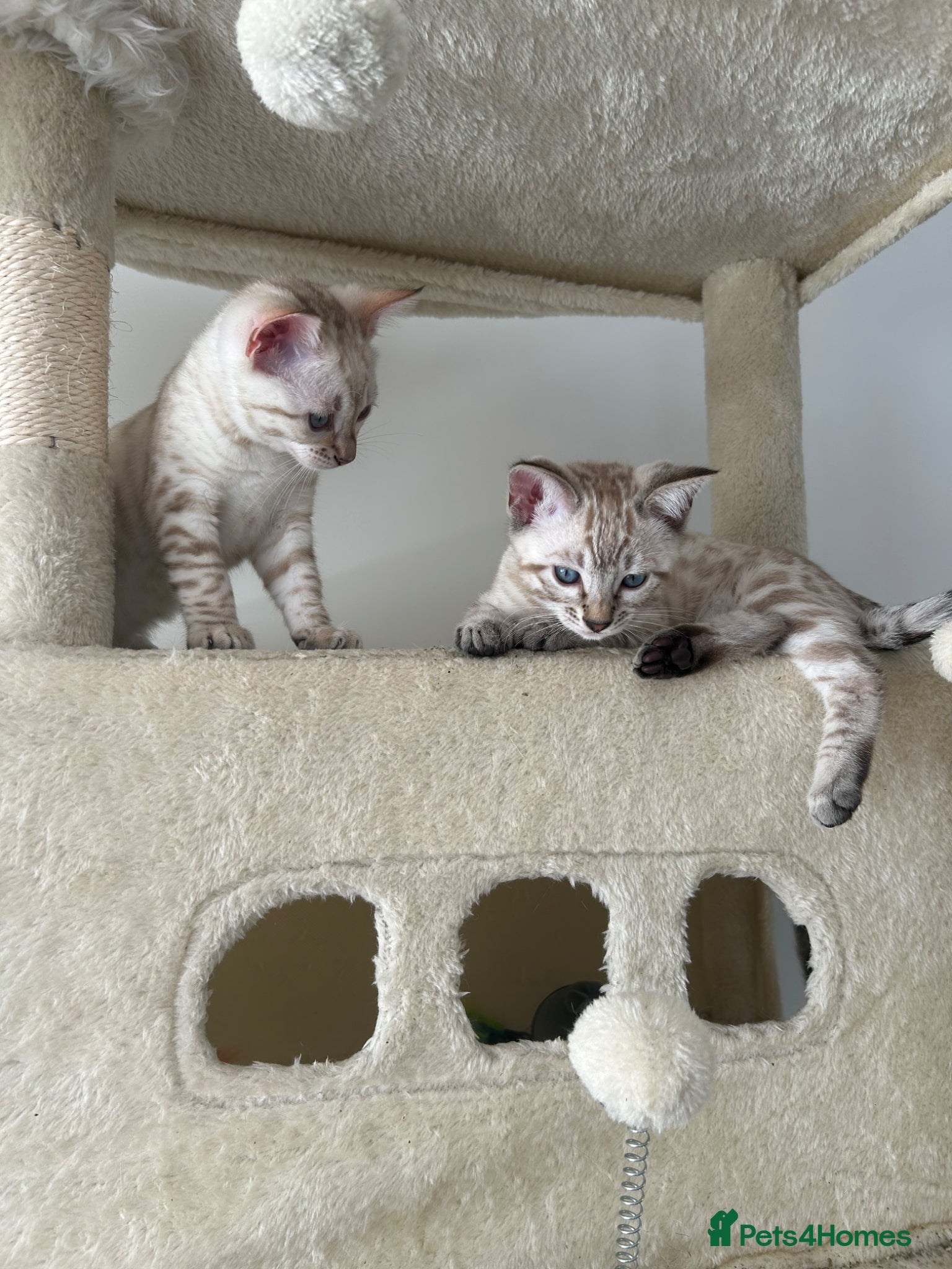 Bengal cats for sale: Snow bengal pure breed kittens  - Advert 8