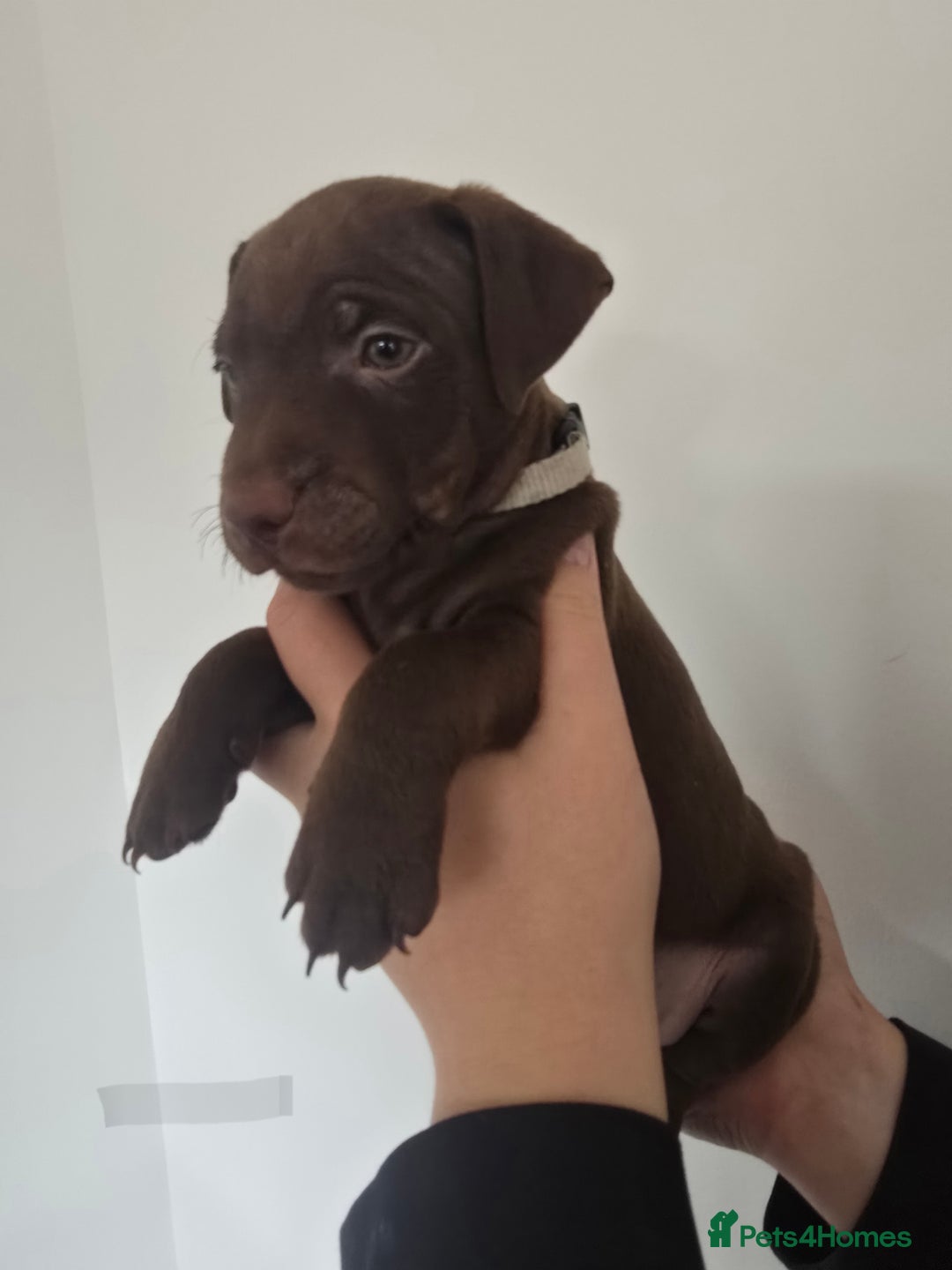 Patterdale Terrier dogs for sale: Chocolate Patterdale terrier pups  - Image 7