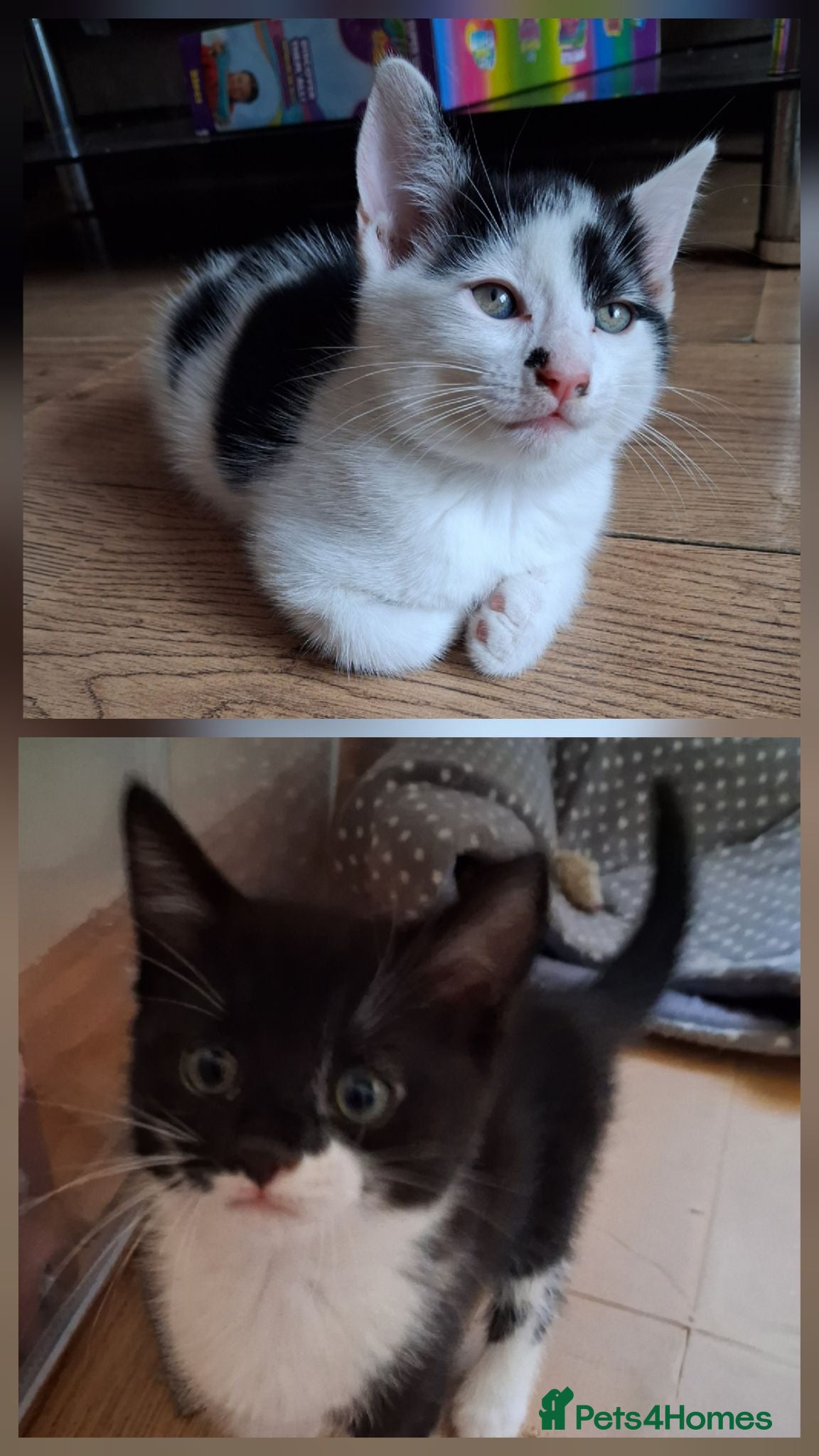 Mixed Breed cats 2 female black and white kittens available  - Advert 18