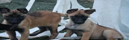 Belgian Shepherd Dog dogs for sale: Pups from JPMANK9  - Advert 7