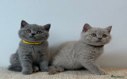 British Shorthair cats for sale: Charming GCCF British Shorthair Kittens 🐈‍⬛  - Image 8